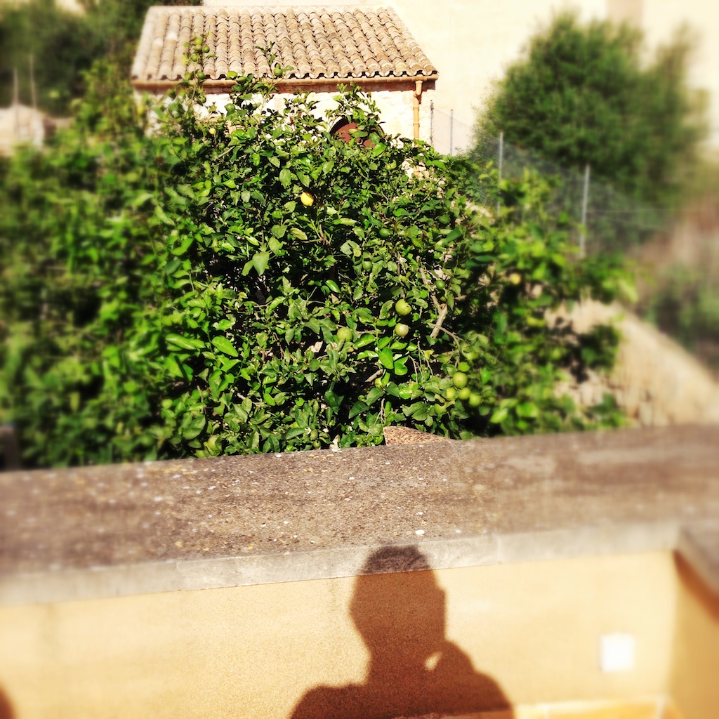 Lemon / Zitrone (Foto: DoSchu)