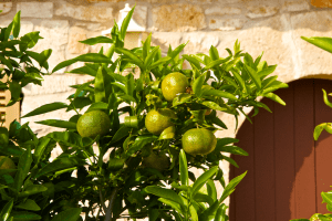 Mallorca Mandarinenbaum