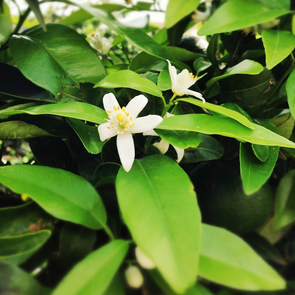 Mandarinenblüte Mallorca