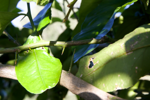 Mallorca Zitrone Stacheln