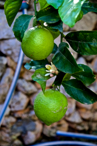 Mallorca Zitronenbluete