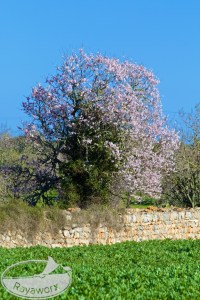 Baum - Halb und halb