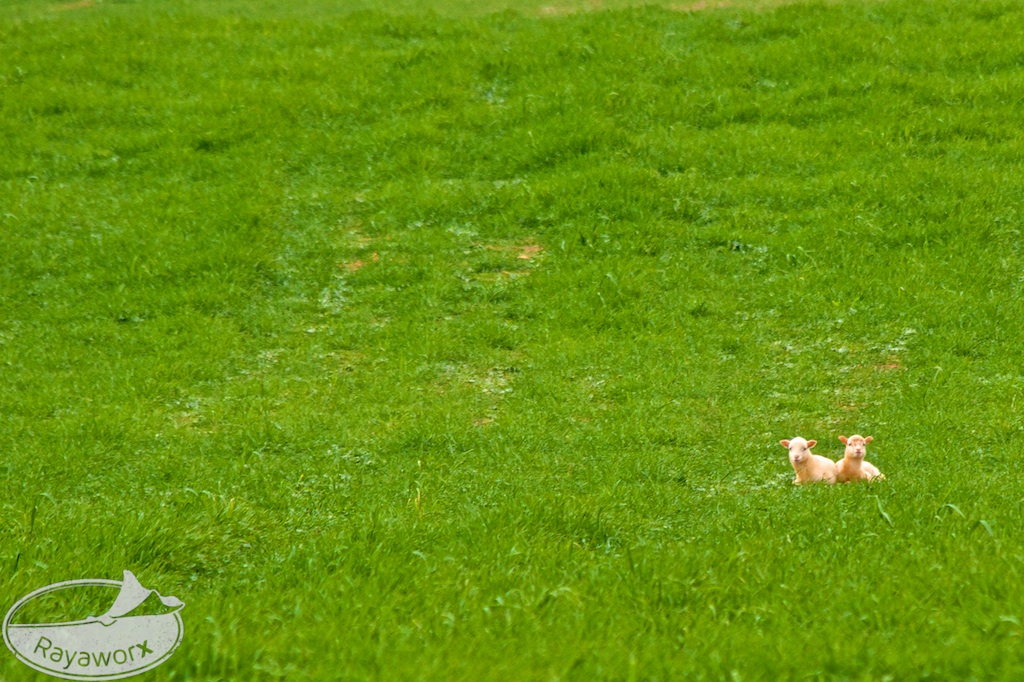 Mallorca: Lämmer-Duo