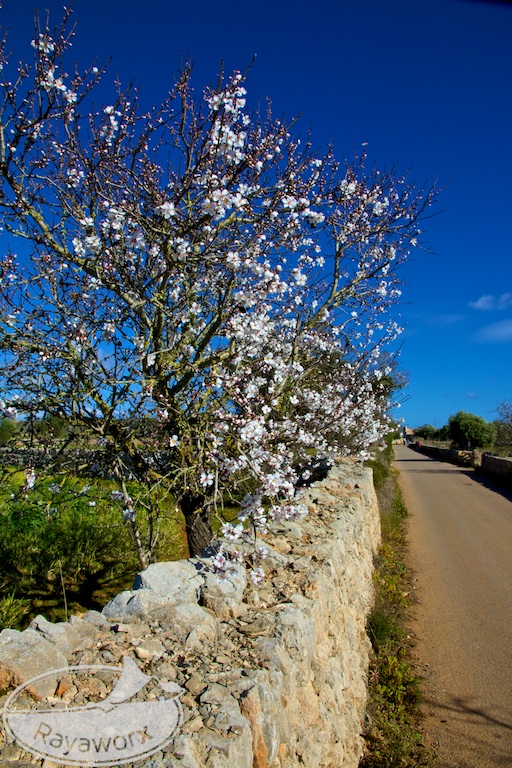 Mallorca Mandelblüte