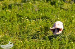 Schwein im Gruenen
