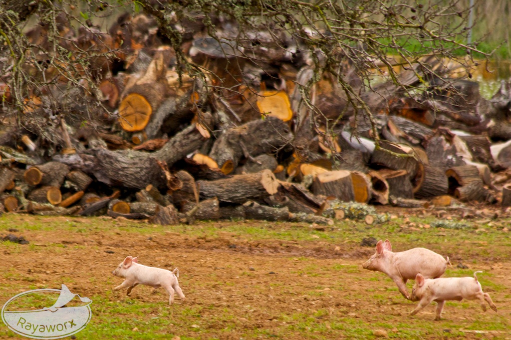 Mallorca: Schweinchen Wettrennen