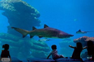 Kinder und ein Hai