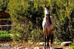 Pferd im Neugiermodus