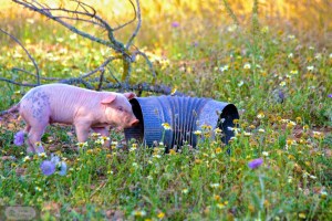 Schwein und Ofenrohr