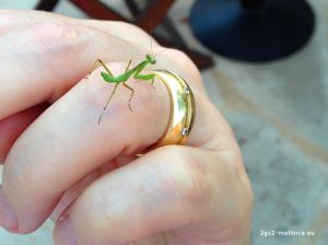 DoSchu mit Mantis religiosa - Gottesanbeterin, Mallorca