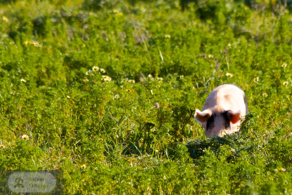 Schwein in Grün