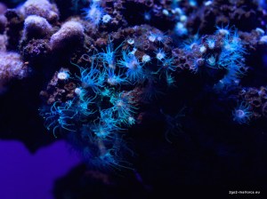 Palma Aquarium Hellblaube Seeanemonen