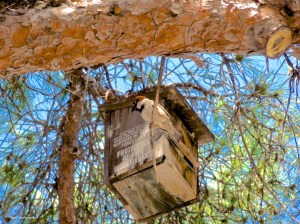 Vogel Castell de Belver