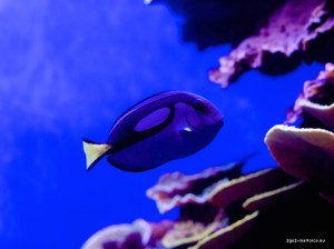Palma Aquarium: Dori