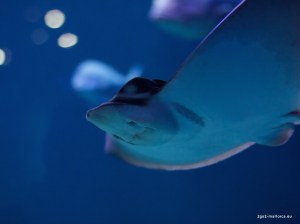 Palma Aquarium Gran Azul Rochen