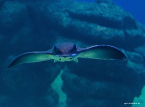Palma Aquarium Adlerrochen