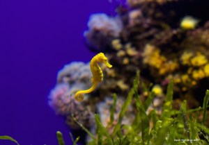 Palma Aquarium Seepferdchen