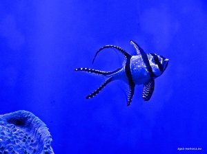 Fisch im Palma Aquarium
