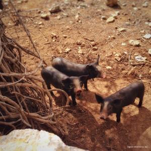 mallorca ferkelchen trio