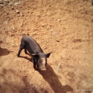 mallorca schwarzes ferkelchen