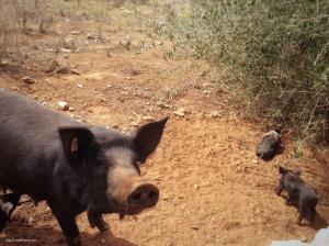 mallorca-schwarzes schwein ferkelchen