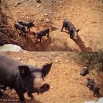 mallorca-schwarzes schwein ferkelchen