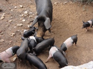 10 Ferkel und eine Sau