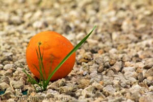 Eine einsame Orange im Kiesbett hinter Gras "versteckt"