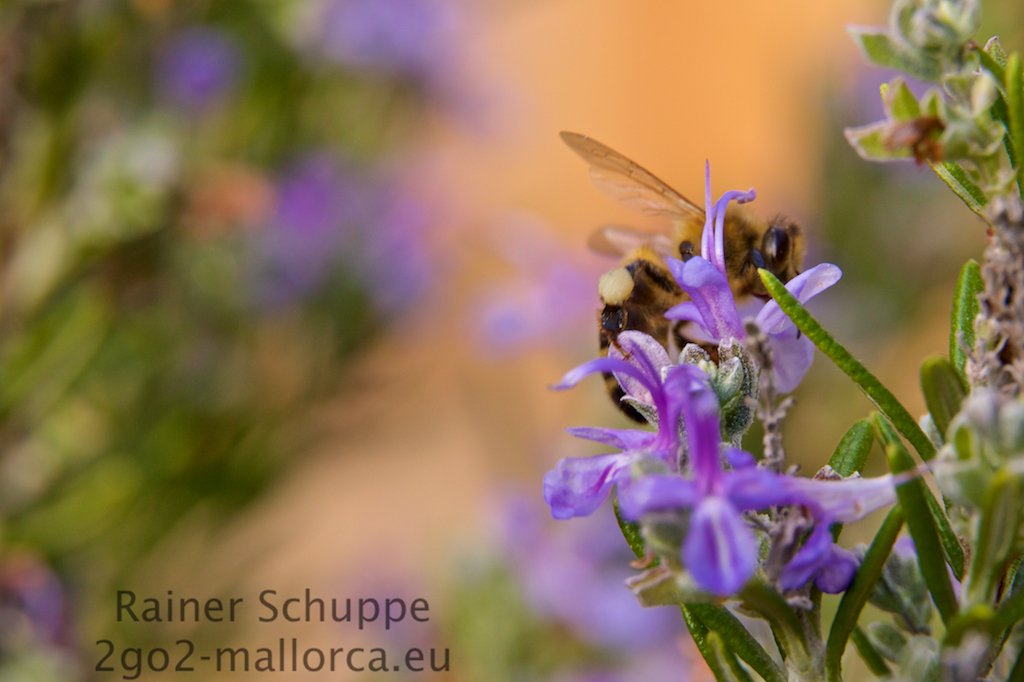 Biene mit vollen Hosen auf dem Rosmarin