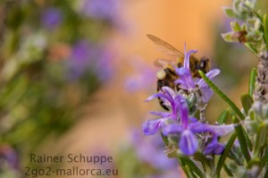 Biene mit vollen Hosen auf dem Rosmarin