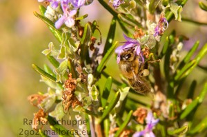 Biene auf Rosmarin - Die Bestäubung