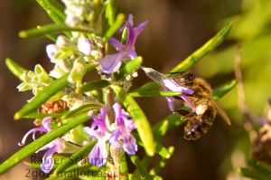 Biene auf Rosmarin 2