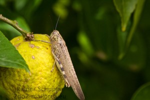 Die Heuschrecke macht Pause