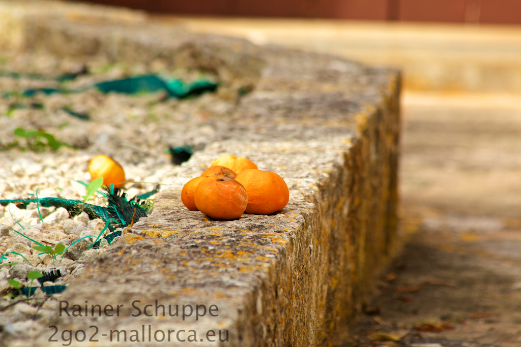 Ein paar Mandarinen im Sonnenlicht