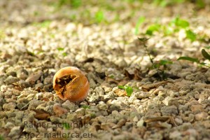 Einsame Orange im Kiesbett