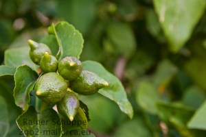 Die nächstjährige Ernte schlüpft gerade