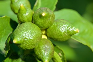 Die zukünftigen Gin Tonic Veredler noch grün am Baum
