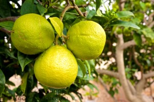 Drei prächtige Orangen in der Reifungsphase