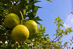 Orangen in grün vor blauem Himmel