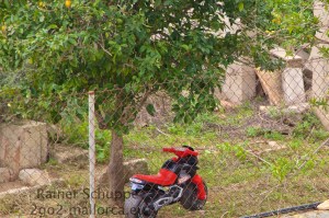 Kindermotorrad unter Orangenbaum