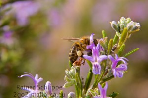 Volle Pollenhöschen vom Rosmarin