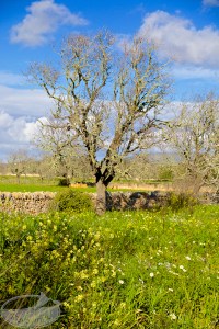Ein scheinbar toter Mandelbaum