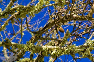 Vorne eine Mandel vom Vorjahr, im Hintergrund schon die Knospen