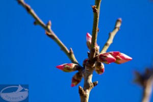 Die rosa Mandelblüten brauchen immer ein bisschen länger als die weissen