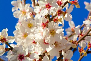 Die gibt es auch im Großgebinde - ein Blütenmeer