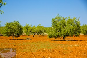 Nach der Blüte kommen die Blätter am Mandelbaum