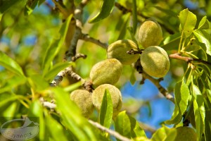 Schön pelzig - neue Mandeln in Umverpackung