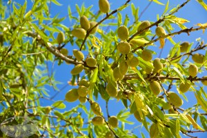 Da gibt es was zu ernten - volle Äste am Mandelbaum Mallorca