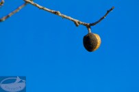 Mallorca Mandel vor blauem Himmel