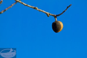 Das grüne Kleid wird schwarz und die Mandel kommt raus